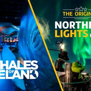 Auroras at Whales of Iceland & Northern Lights by Boat.