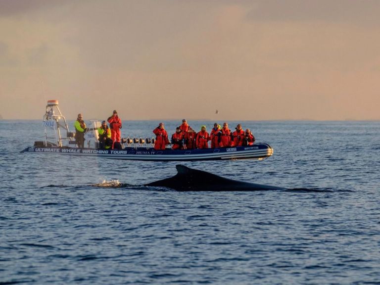 Akureyri Express Whales in the Midnight Sun. A 2 hr. speed-boat whale watching tour starting from the floating pier in Akureyri, where we can get you faster and closer to the whales. Incredible experience and a perfect late night activity.