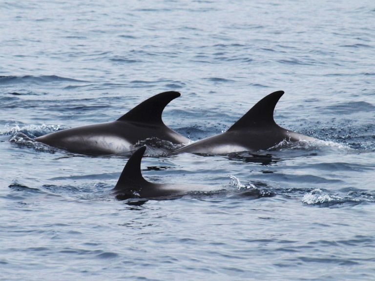 Big Whales & Puffins speedy RIB boat tour.