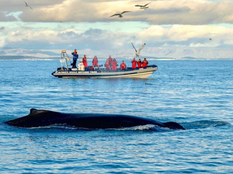 Reykjavík Premium Whale Watching. An exhilarating premium tour starting from the Old Harbour in Reykjavík every day from 1 April to 31 October. This is a small group tour with only 12 passengers per boat, a specially trained crew and a certified RIB captain.