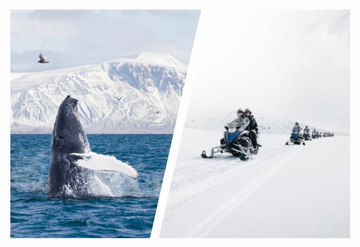 Reykjavík Whales & Snow All Year.