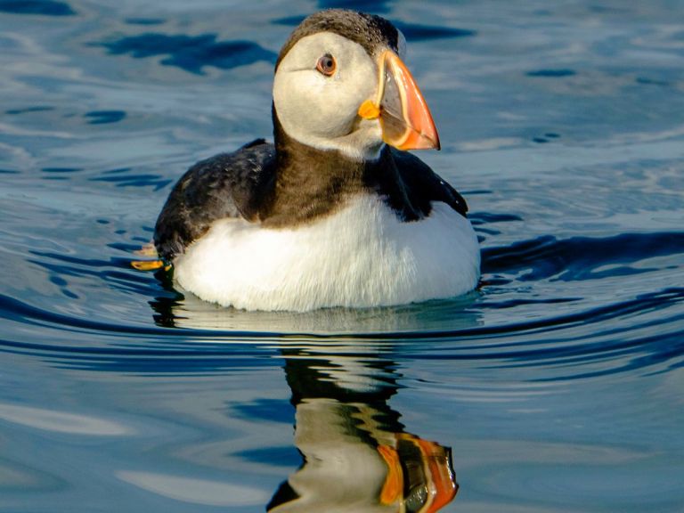 Reykjavík Premium Puffin Tour. Leaving from the Old Harbour in Reykjavík, this is the ultimate puffin adventure tour! We arrive at the islands before other operators so we can enjoy an uninterrupted visit to the puffins and seabirds of the Faxaflói Bay.