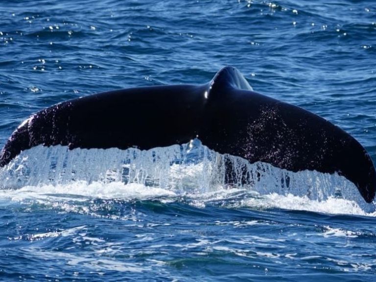 Whale Watching Cruise from Reykjavík.