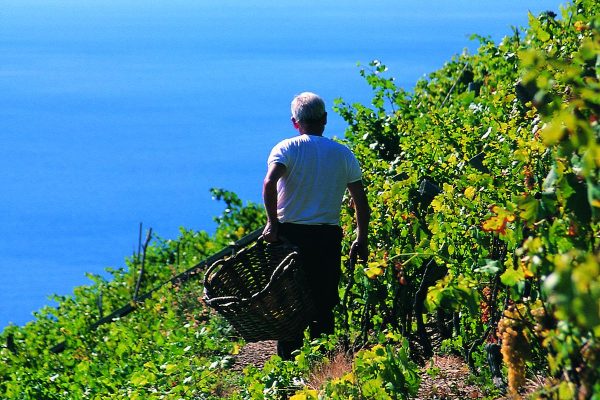 Short walking tour on the Cinque Terre hills with wine tasting