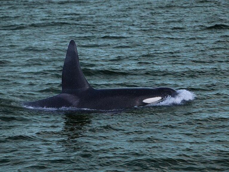 Whale Watching & Dolphin Luxury Yacht Cruise: Join Harpa Yachts for a comfortable whale & dolphin watching cruise from Reykjavik Old Harbor. On this cruise with we sail out from the old harbor in downtown Reykjavik out to Faxafloi bay looking for whales & dolphins.