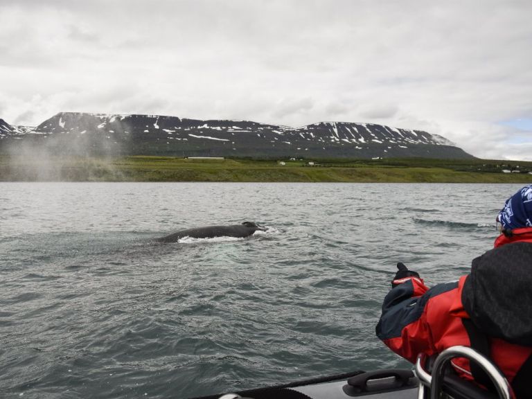 Akureyri Express Whales & Eyjafjord. A 2 Hour whale & bird watching tour starting from the floating pier in Akureyri. Experience and get close to the incredible humpback whales of the Eyjafjord, starting from the capital of North Iceland, Akureyri. With only 12 passengers on each boat we can guarantee an adventure of a lifetime on an intimate whale watching tour.