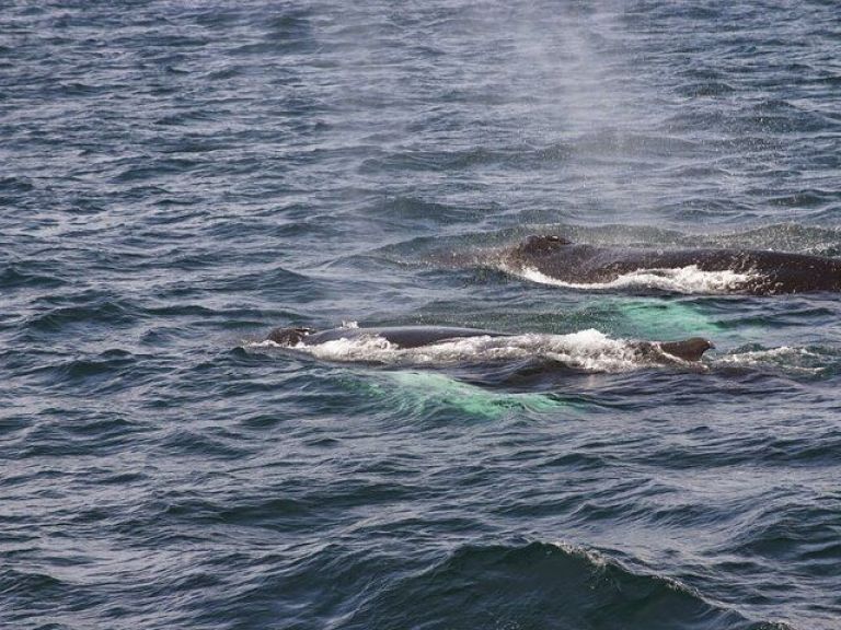 Whale Watching & Dolphin Luxury Yacht Cruise: Join Harpa Yachts for a comfortable whale & dolphin watching cruise from Reykjavik Old Harbor. On this cruise with we sail out from the old harbor in downtown Reykjavik out to Faxafloi bay looking for whales & dolphins.