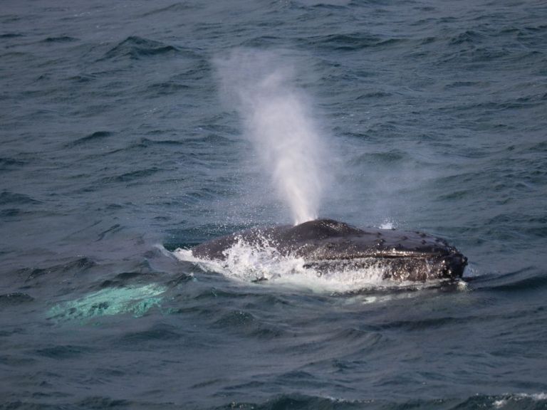 Whales & Sea Angling.