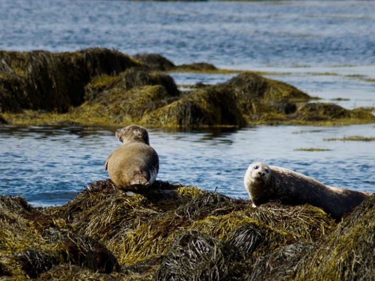 Snæfellsnes National Park: In Reykjavik, we will pick you up to start the journey, which involves taking the undersea tunnel, a 6 km long passage that crosses under Hvalfjordur, also known as the Whale bay fjord.