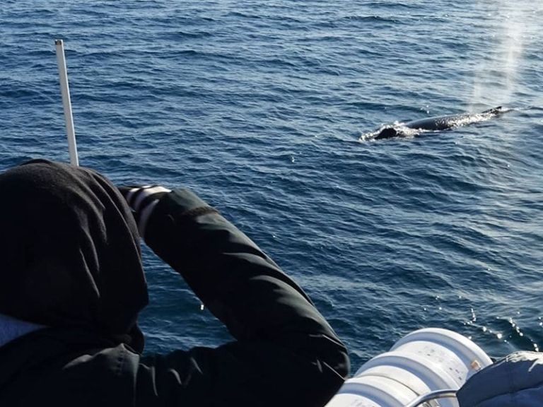 Whale Watching Cruise from Reykjavík.