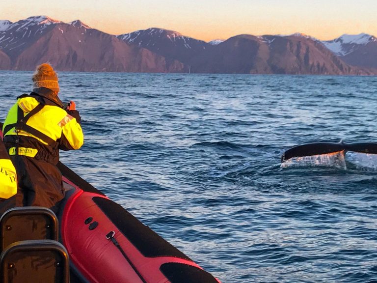 Big Whales & Puffins speedy RIB boat tour.