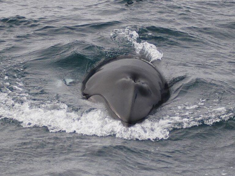 Whale Watching & Dolphin Luxury Yacht Cruise: Join Harpa Yachts for a comfortable whale & dolphin watching cruise from Reykjavik Old Harbor. On this cruise with we sail out from the old harbor in downtown Reykjavik out to Faxafloi bay looking for whales & dolphins.