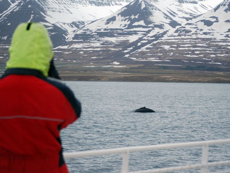 Akureyri Classic Whale Watching. Here is your chance to see the incredible Eyjafjord Humpbacks in their natural habitat. The warmth of the summer sun brings vibrant life and plentitude of food to the fjord and following it, in a feeding frenzy, come the larger-than-life Humpbacks.