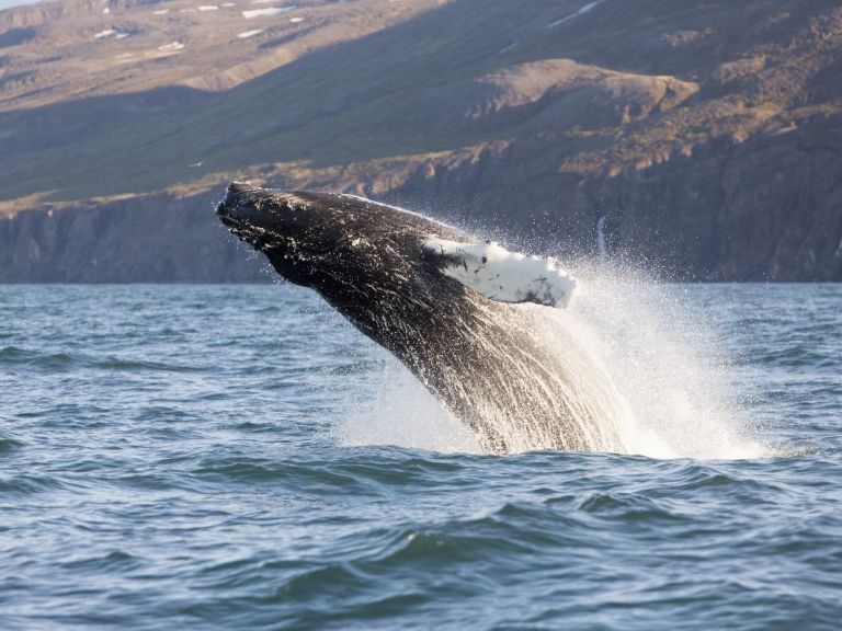 Big Whales & Puffins speedy RIB boat tour.