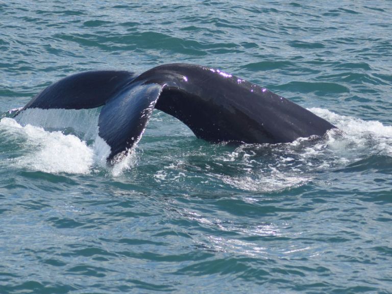 Whale Watching from Reykjavík & Akureyri.