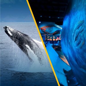 Whale Watching & Whales of Iceland Exhibition.
