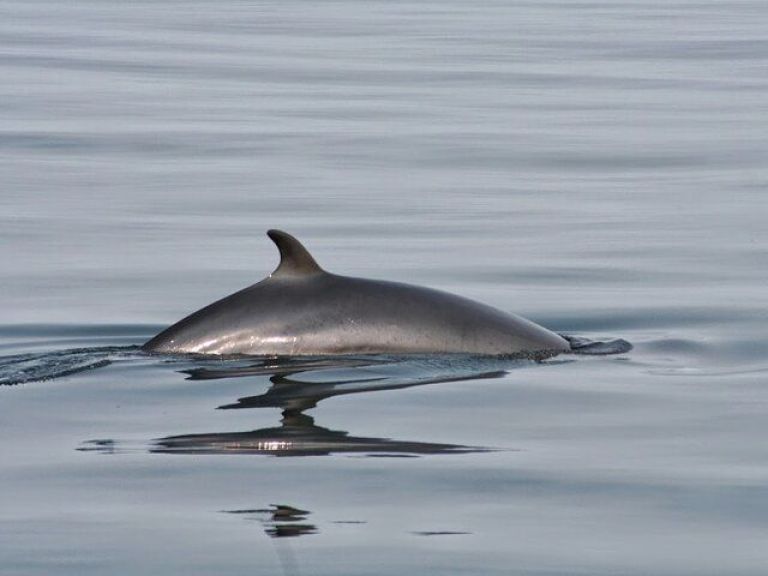 Whale Watching & Dolphin Luxury Yacht Cruise: Join Harpa Yachts for a comfortable whale & dolphin watching cruise from Reykjavik Old Harbor. On this cruise with we sail out from the old harbor in downtown Reykjavik out to Faxafloi bay looking for whales & dolphins.