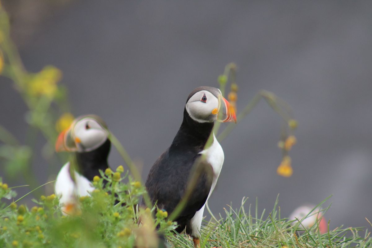 Reykjavík Classic Puffin Watching - Our classic puffin tours are intimate, fun and a comfortable adventure on a small boat! Here is your chance to experience the 'clowns of the sea' in their natural environment.
