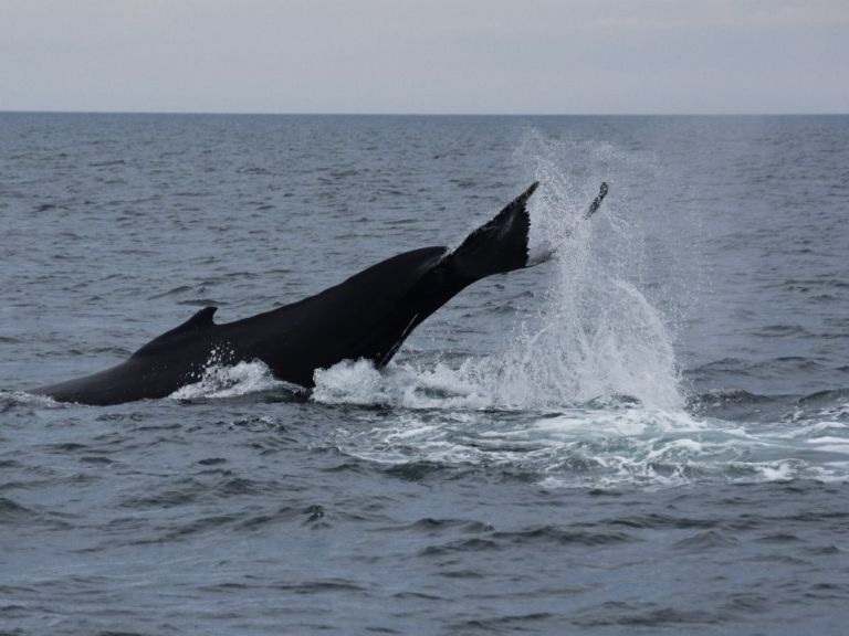 Whale Watching & Whales of Iceland Exhibition.