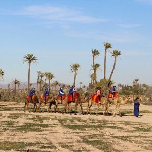 Things to do in Marrakech: Camel ride experience.