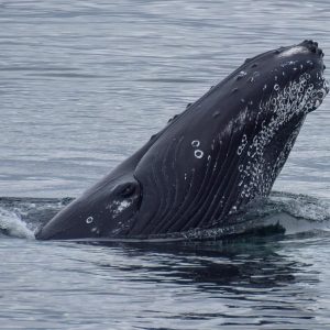 Whales & Puffins.