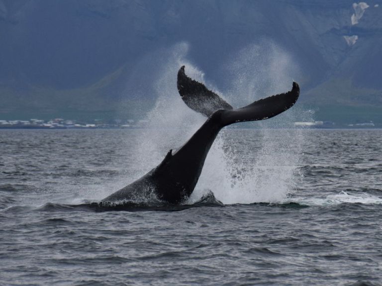 Whale Watching & Whales of Iceland Exhibition.