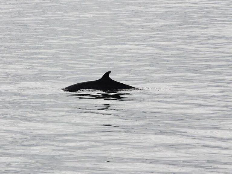 Whale Watching & Dolphin Luxury Yacht Cruise: Join Harpa Yachts for a comfortable whale & dolphin watching cruise from Reykjavik Old Harbor. On this cruise with we sail out from the old harbor in downtown Reykjavik out to Faxafloi bay looking for whales & dolphins.