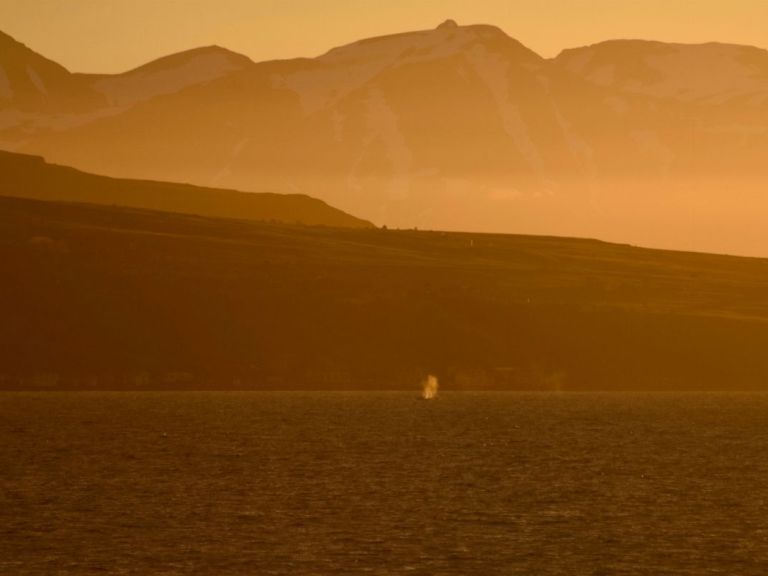 Akureyri Classic Whales in the Midnight Sun.