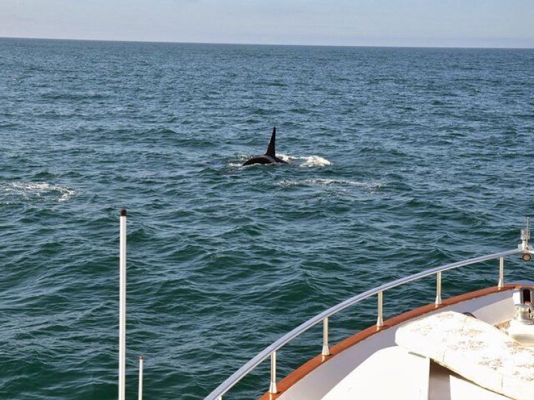 Whale Watching & Dolphin Luxury Yacht Cruise: Join Harpa Yachts for a comfortable whale & dolphin watching cruise from Reykjavik Old Harbor. On this cruise with we sail out from the old harbor in downtown Reykjavik out to Faxafloi bay looking for whales & dolphins.