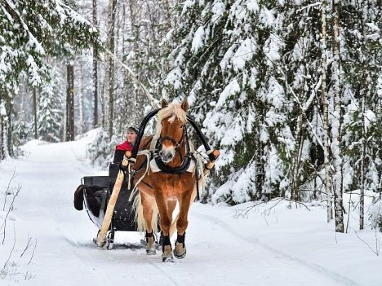 Northern Lights tour with Finnhorses sleigh ride.