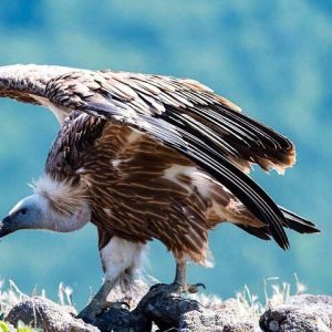 Griffon Vultures in the Blue Stones Nature Park Private Tour.