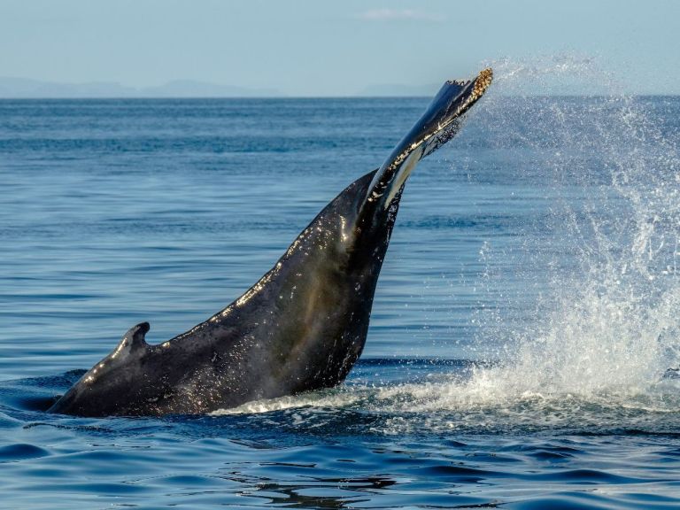 Whale Watching & FlyOver Iceland COMBO tour.