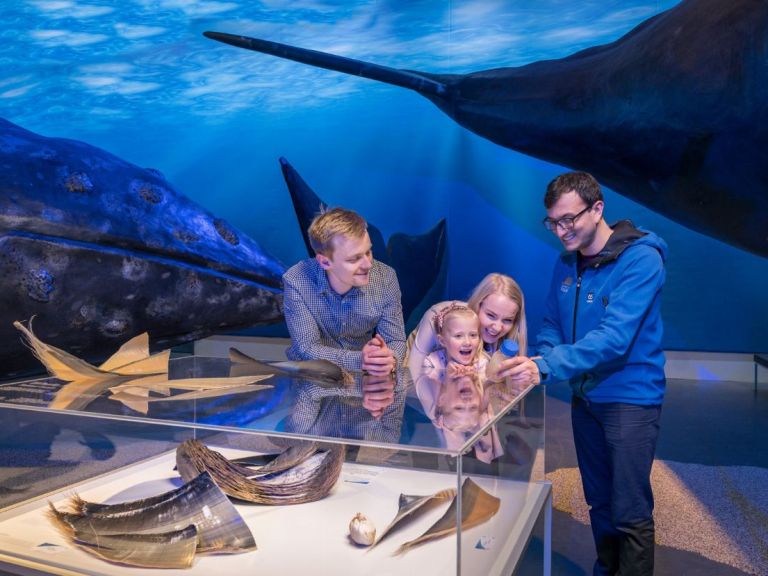 Whale Watching & Whales of Iceland Exhibition.