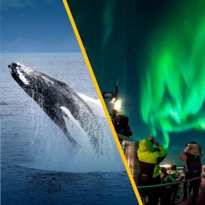 Whales & Auroras: We offer you Iceland´s favorites combo - whale watching & northern lights package! You can join both tours on the same day, or split them up between days - whatever is convenient for you! Whale Watching: We sail out for whale watching all winter long and the tour takes about 3 hours, departing from the old harbour in Reykjavik.