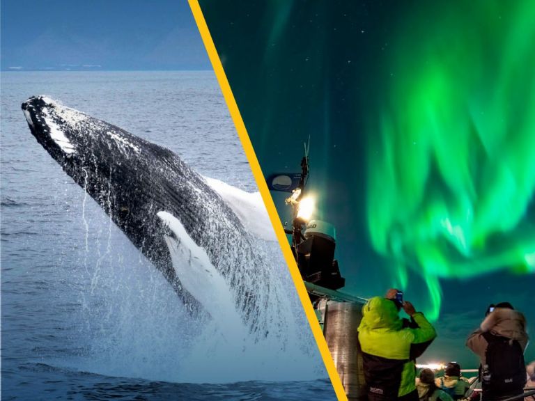 Whales & Auroras: We offer you Iceland´s favorites combo - whale watching & northern lights package! You can join both tours on the same day, or split them up between days - whatever is convenient for you! Whale Watching: We sail out for whale watching all winter long and the tour takes about 3 hours, departing from the old harbour in Reykjavik.