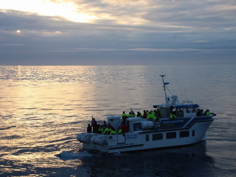 Whales & Sea Angling.