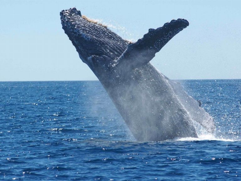 Whale Watching Cruise from Reykjavík.