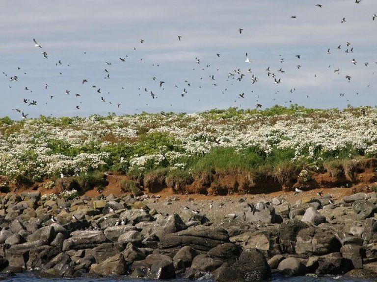 Whale Watching & Dolphin Luxury Yacht Cruise: Join Harpa Yachts for a comfortable whale & dolphin watching cruise from Reykjavik Old Harbor. On this cruise with we sail out from the old harbor in downtown Reykjavik out to Faxafloi bay looking for whales & dolphins.