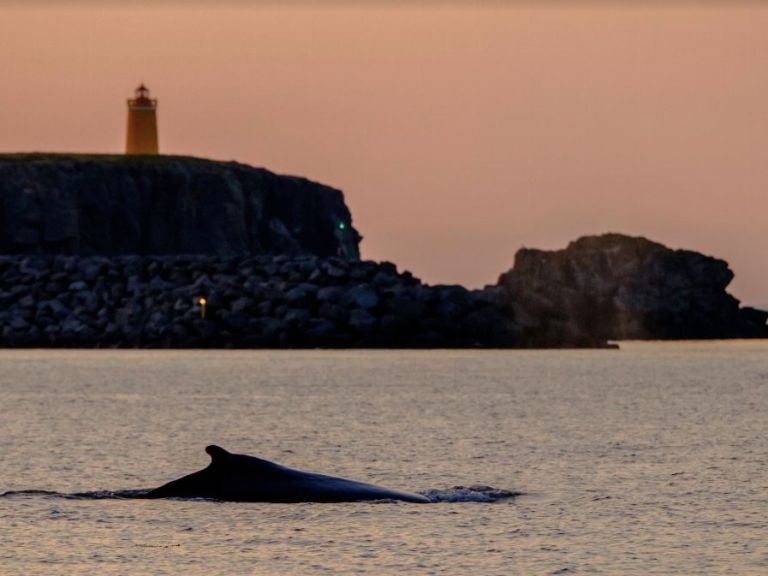Reykjavík Premium Whales in the Midnight Sun.