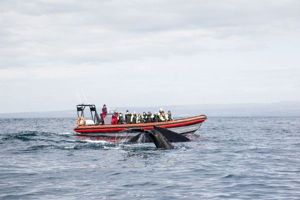Big Whales & Puffins speedy RIB boat tour