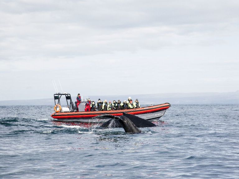 Big Whales & Puffins speedy RIB boat tour.