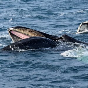 Whale Watching From Reykjavik: Special Tours operates two types of whale watching from the Old Harbour in Reykjavik, Whale Watching Classic and Whale Watching Express.