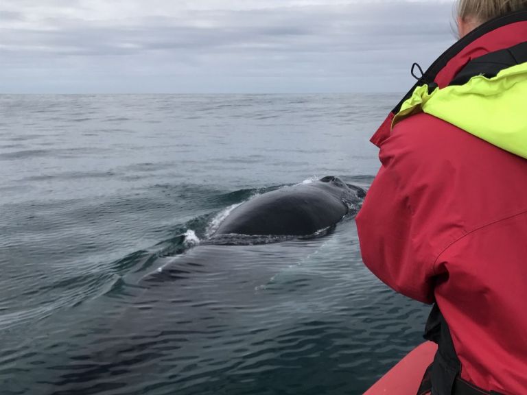 Big Whales & Puffins speedy RIB boat tour.