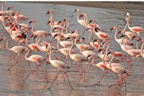 Lio piccolo: flamingos & birdwatching bike tour in the Venetian lagoon