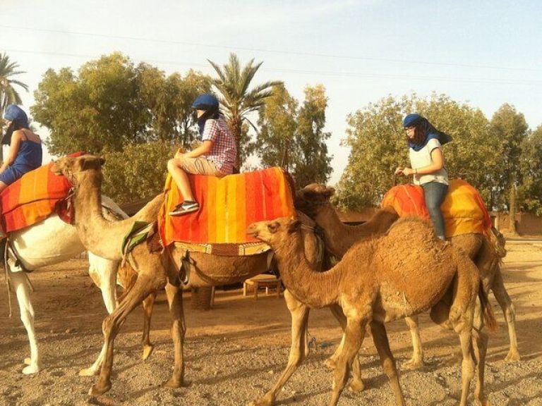 Sunset Camel Ride in the Palmeraie Oasis.