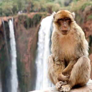 Shared Group Day Trip from Marrakech to Ouzoud Falls.