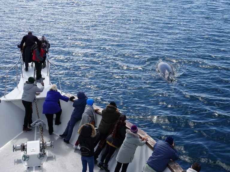 Whale Watching Cruise from Reykjavík.