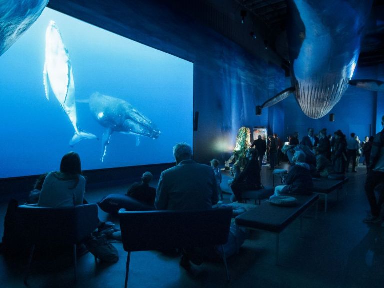 Whale Watching & Whales of Iceland Exhibition.