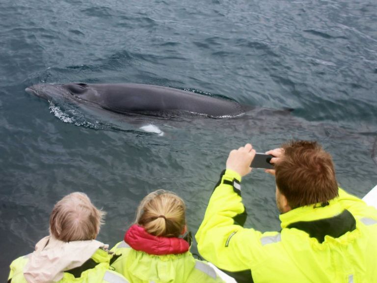 Whale Watching From Reykjavik: Special Tours operates two types of whale watching from the Old Harbour in Reykjavik, Whale Watching Classic and Whale Watching Express.