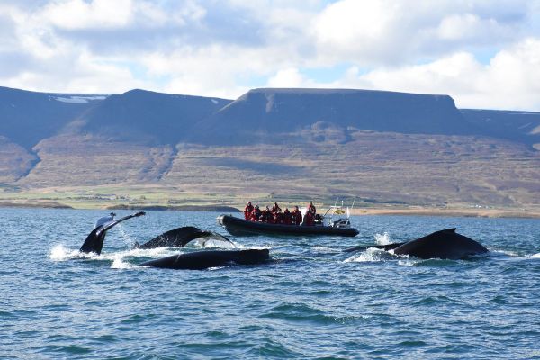 Akureyri Express Whales & Eyjafjord